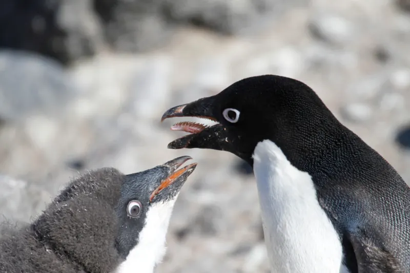 An Adélie penguin, with a white ring around its eye, beside a fluffy grey chick