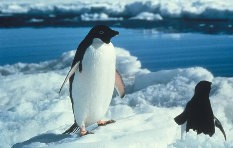 An Adélie penguin standing on sea ice, with another sliding along on its belly