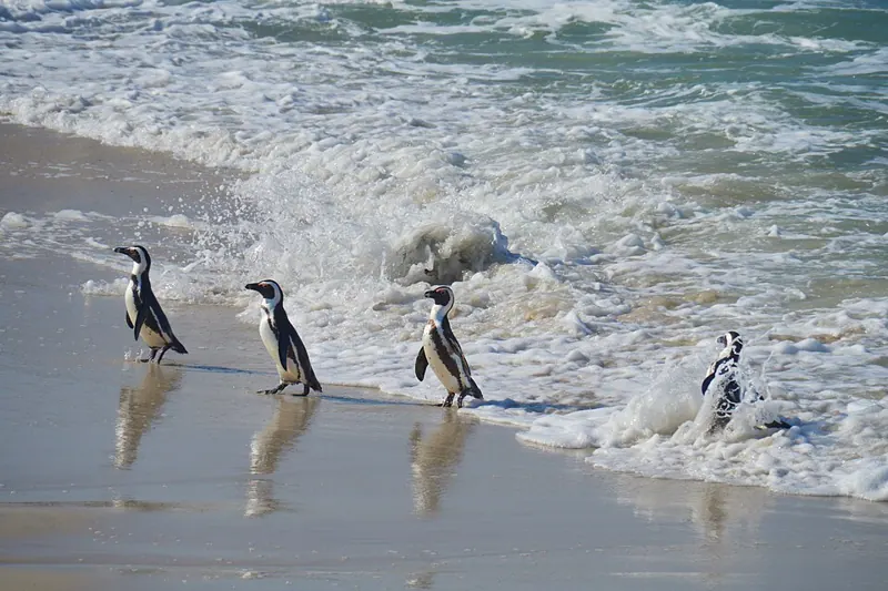 Four African penguins walking along a sandy shoreline