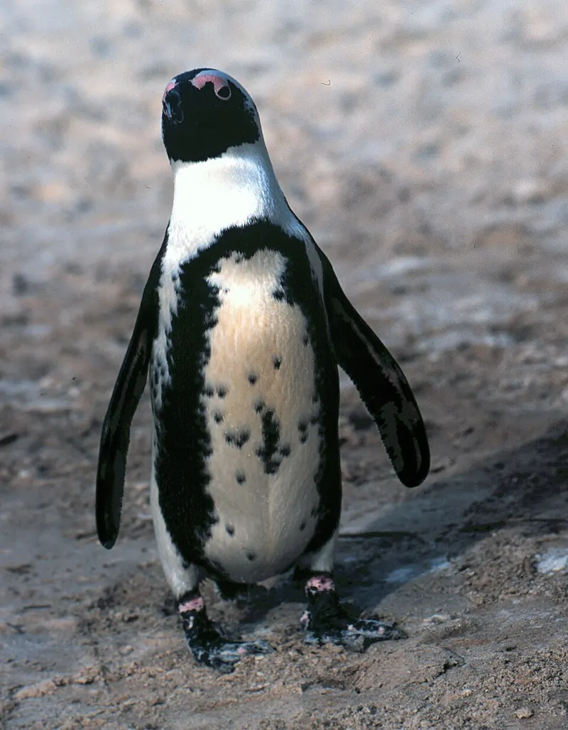 An African penguin standing on sand