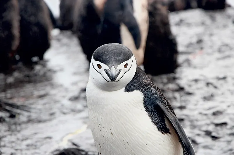 A chinstrap penguin, with a thin black line under its chin