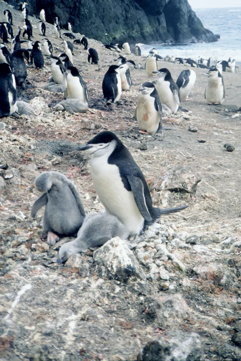 A chinstrap penguin standing over two grey chicks among rocks