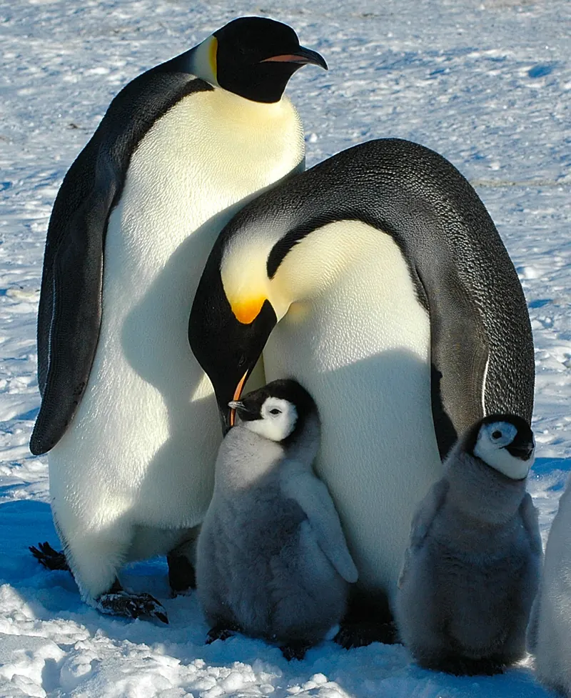 Adult emperor penguins standing over their fluffy grey chicks