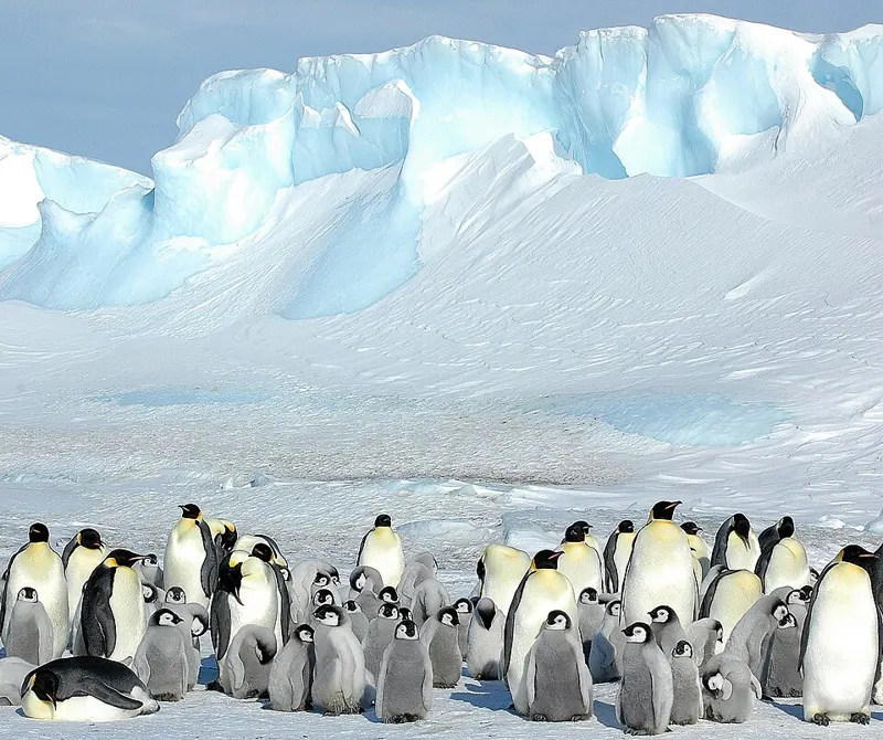 A big colony of emperor penguins below an ice cliff