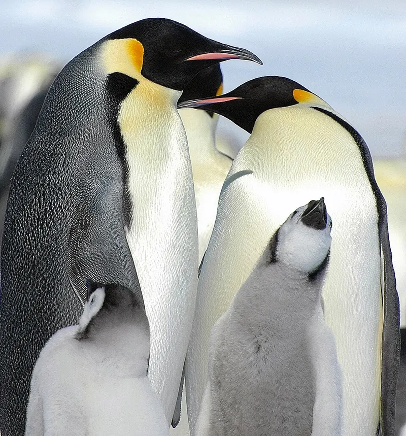 Two adult emperor penguins with a fluffy grey chick between them