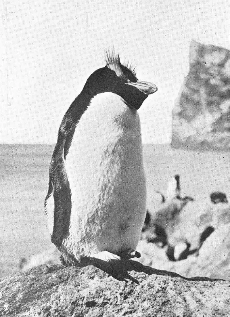 An old black-and-white photograph of a crested penguin standing on rocks