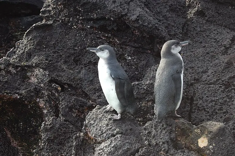 Two Galápagos penguins standing on dark rock