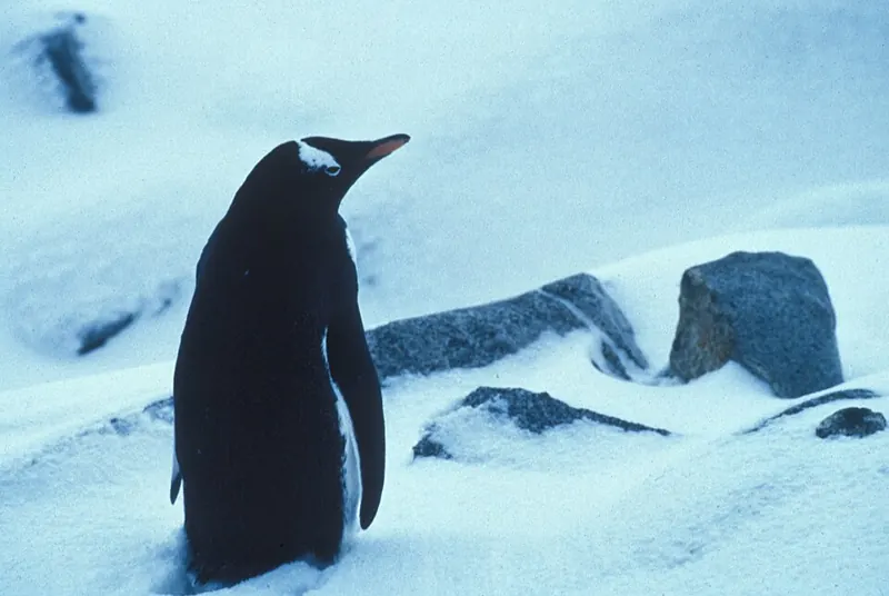 A gentoo penguin with an orange bill and white patch over the eye