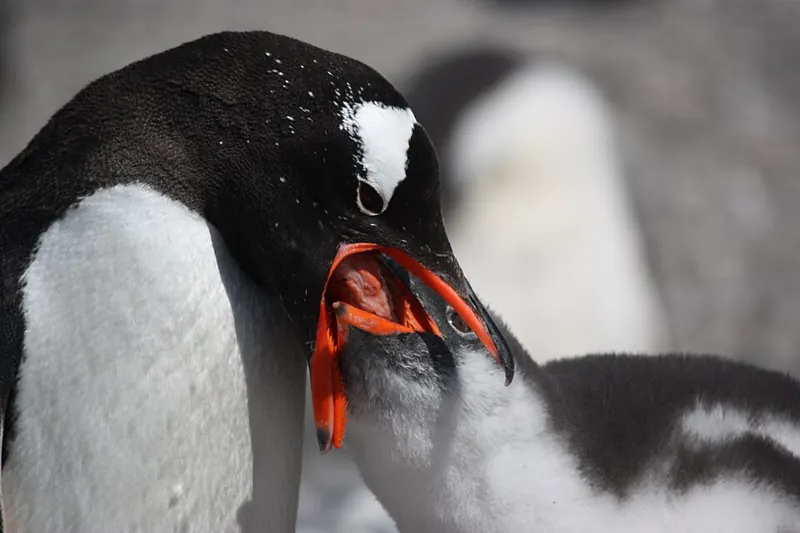 An adult gentoo penguin feeding its chick beak to beak