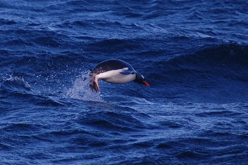 A gentoo penguin leaping out of dark blue sea