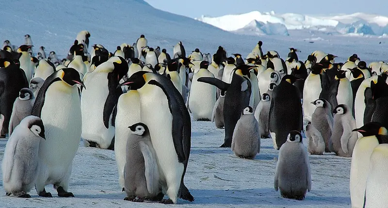 A crowd of emperor penguins and their grey chicks on snow