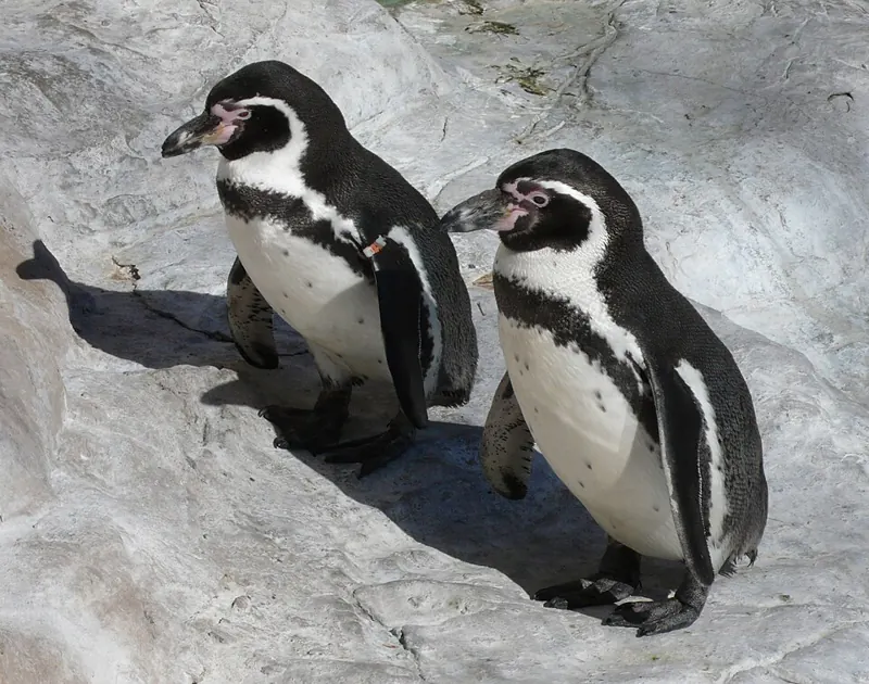 Two Humboldt penguins standing on pale rock