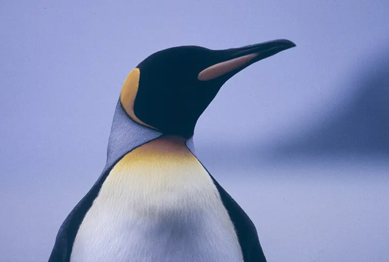 A king penguin with bright orange patches on its head and neck