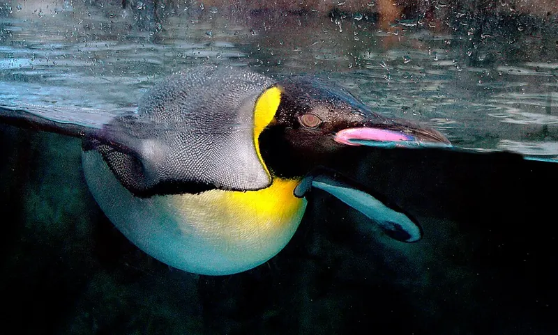 A king penguin swimming underwater, seen through glass