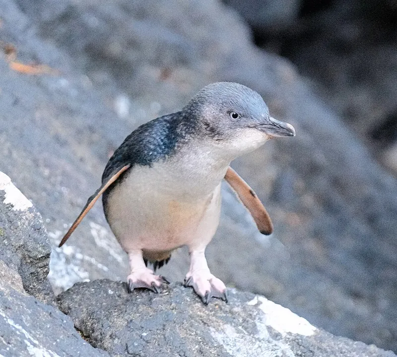 A small blue-grey little penguin on a rock, flippers held out