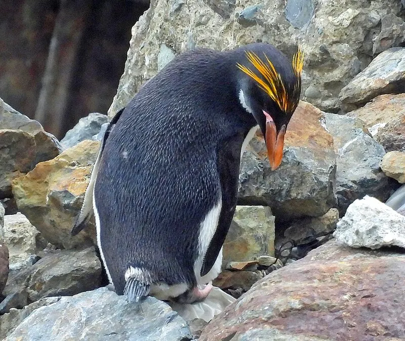 A macaroni penguin with long golden-orange head plumes