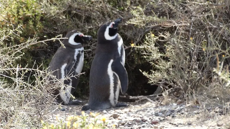 A Magellanic penguin and its well-grown chick beside their nest