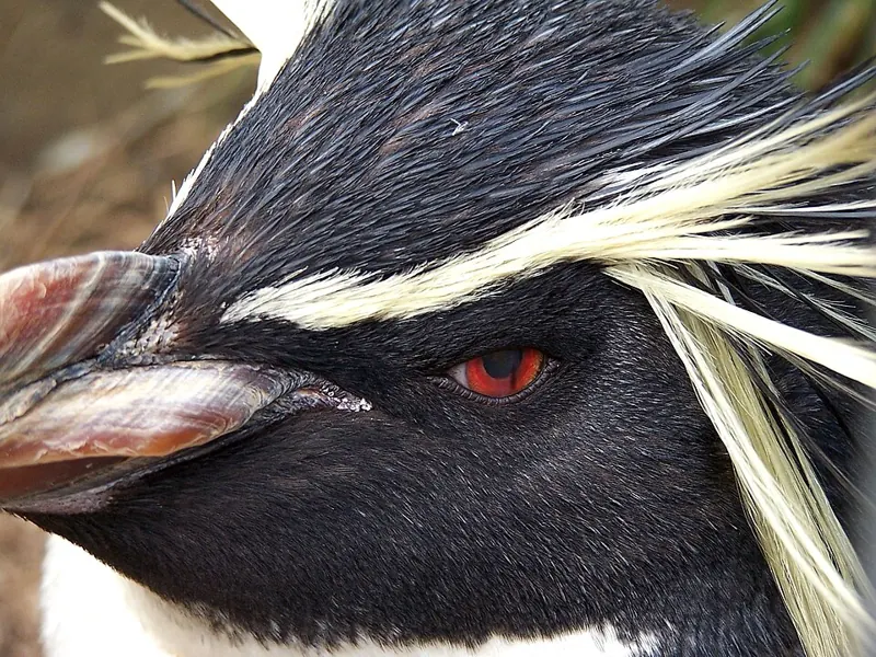 A close-up of a rockhopper penguin’s head: red eye, red bill and spiky yellow plumes