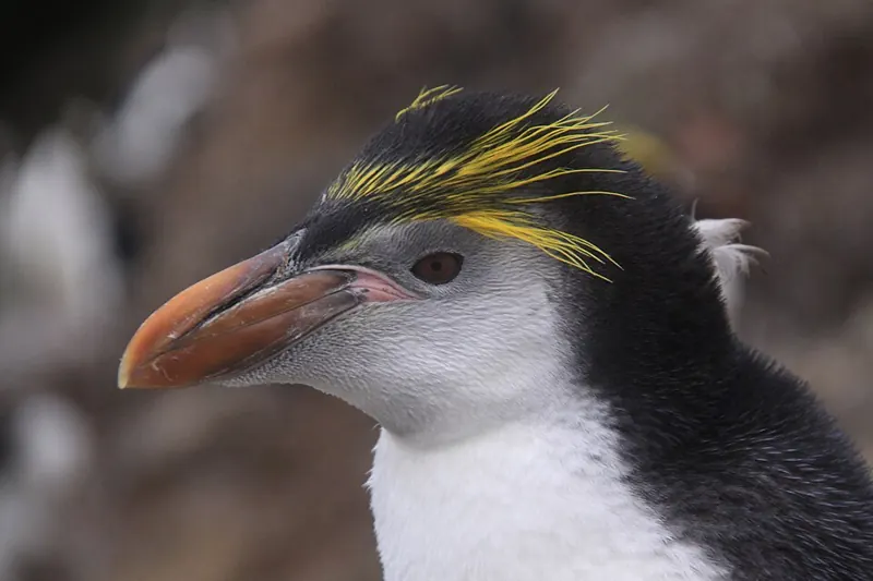 A royal penguin with a pale face and a yellow crest