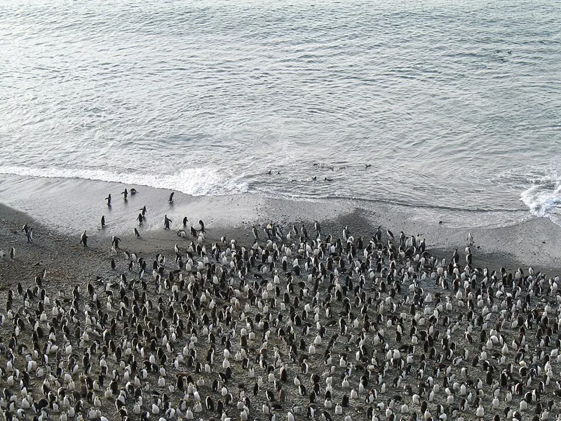 A long beach on Macquarie Island crowded with thousands of royal penguins