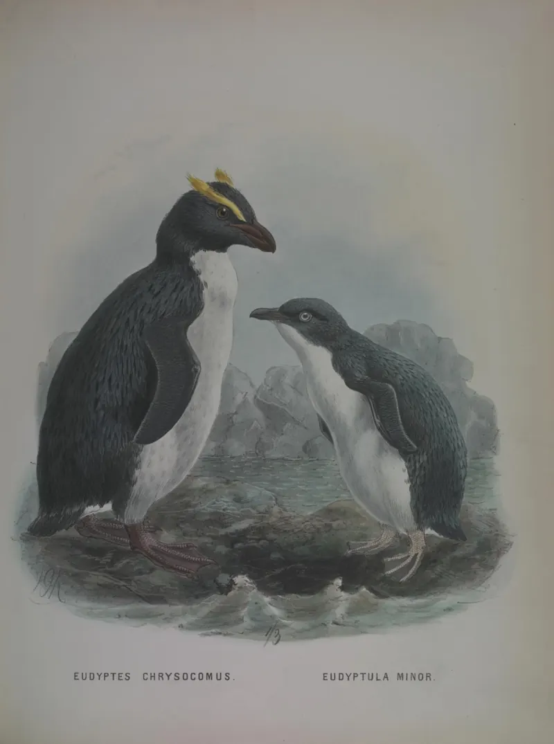 An old hand-coloured drawing of a rockhopper penguin