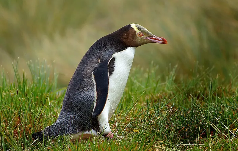 A yellow-eyed penguin with a pale yellow band around its head